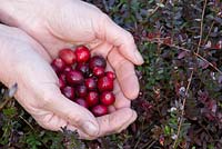 Harvesting homegrown Vaccinium macrocarpon - Cranberries 