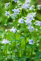 Pale blue Aquilegia - The Old Rectory