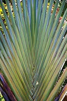 Ravenala madagascariensis - Travelers Palm 