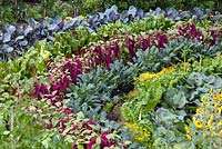 Amaranthus, chards, cabbages, sunflowers and Tagetes