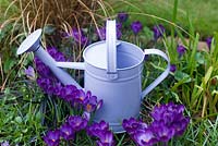 Lilac watering can in bed of Crocus
