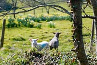 Lambs in the orchard