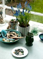 Muscari pot in conservatory with seashells and driftwood