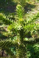 Young Araucaria araucana tree