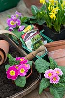 Spring potting bench with primroses and Narcissus 'Tete-a-Tete'