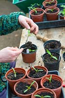 Potting on tomato seedlings into 3.5 inch pots