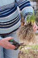 Woman transplanting chives - Allium schoenoprasum. Woman shortening roots of chives using scissors.
