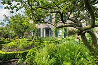A formal town garden with box edging, Dryopteris growing under medlar tree - Rhadegund House, New Square, Cambridge
