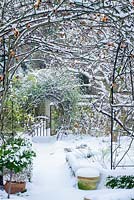 View of formal town garden with path to garden gate in winter with Box edging and rose hips of Rosa 'Meg' growing over garden arch - Rhadegund House, New Square, Cambridge