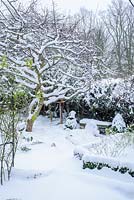 View of snow laden Medlar tree in formal town garden with Box edging - Rhadegund House, New Square, Cambridge