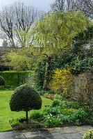 Garden in early spring with Betula pendula 'Youngii' coming into leaf, Box topiary and Forsythia suspensa trained on a wall - Cambridge