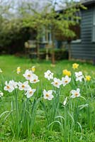 Narcissus 'Actaea' in wild garden - The Mill House, Little Sampford