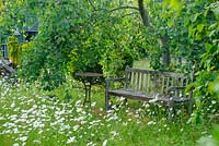 Wooden bench in wild garden with oxeye daisies - The Mill House, Little Sampford, Essex