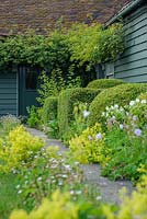 Path leading to back door with box topiary, Alchemilla mollis, Geraniums and Erigeron karvinskianus - The Mill House, Little Sampford, Essex