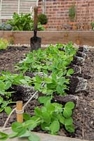 Step by Step planting of Pea 'Kelvedon Wonder'