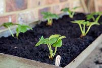 Step by step planting of Strawberry 'Pegasus'