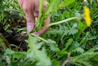 Taraxacum officinale - Removing dandelions from vegetable patch