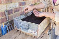 Step by step planting of Mustard Spinach, 'Komatsuna Torasan'