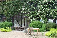 Rosa 'New Dawn' climbing ove a converted barn, Alchemilla mollis with wooden table and chairs, June