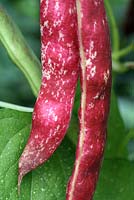 Phaseolus vulgaris 'Borlotta Lingua Di Fuoco 2' - Borlotti beans