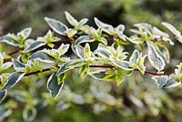 Frosted, variegated foliage of Abelia x grandiflora Hopleys in Winter