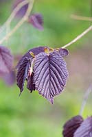 Corylus maxima purpurea - Purple hazel leaves in spring