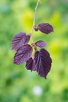 Corylus Maxima purpurea - Purple hazel leaves in spring