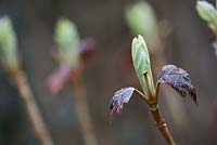 Hydrangea quercifolia 'Snowflake' - Oakleaf Hydrangea leaves emerging in spring