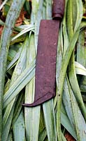 Hatchet on a pile of leek foliage, used to trim unwanted leaves