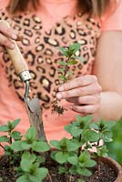 Woman holding Mentha piperita plant ready to be transplanted in pot