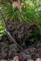 Digging out perennial weeds