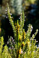 Erica patersonia - Kirstenbosch national botanical garden, Cape Town, South Africa