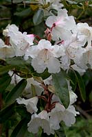 Rhododendron 'Doctor Stocker'