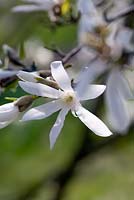 Magnolia proctoriana
