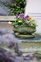 Pansies in ornate stone container - Ocklynge Manor