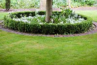 Buxus and Allium ursinum surrounded by decorative circular hedge at base of tree - Ocklynge Manor