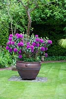 Rhododendron 'Purple Splendour' in large decorative container - Ocklynge Manor
