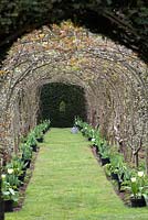Apple and pear tunnel edged with tulips at The Dower House