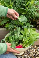 Step by Step - Harvested Oriental salad leaves 'All Greens Mix', Lettuce 'Webbs Wonderful', Lettuce 'Lollo Rossa' and Radishes