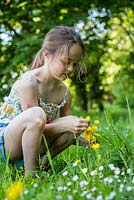Young girl picking Ranunculus repens - Creeping Buttercups