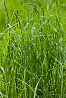 Elymus repens - Quackgrass, also known as Couch grass  