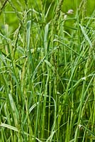 Elymus repens - Quackgrass, also known as Couch grass 