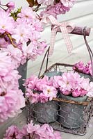 Prunus blossom - Japanese cherry displayed in metal containers