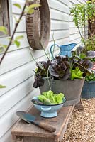Red and green lettuces with chives in old metal bucket