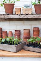 Bean seedlings in seed trays on potting bench - Phaseolus vulgaris 'Purple Teepee' and 'Borlotti'