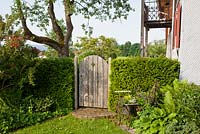 Wooden garden gate in a yew hedge next to an antique child's pushchair. Plants are Aquilegia vulgaris, Hosta, Matteucia struthiopteris, Petunia, Taxus baccata and Tellima grandiflora