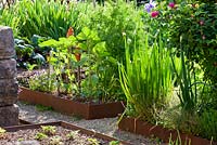 Slightly raised vegetable patches are edged with corten steel. Plants are Allium fistulosum, roses and vegetables