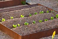 Ridges in a corten steel edged patch of a kitchen garden with salad