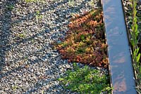 A corten steel water rill edges a gravelled path with creeping Sedum album and Thymus