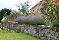 Lavender growing from the top of a dry stone wall in a country garden with an antique iron fence,Helianthus annuus, Hyssopus officinalis , Lavandula